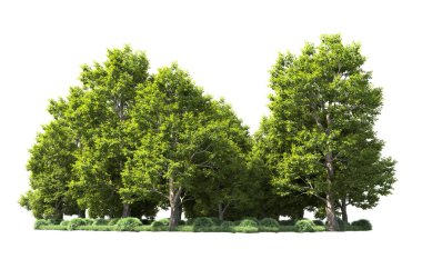 Orman ağaçları arka planda maskeyle izole edilmiş. 3d görüntüleme - illüstrasyon