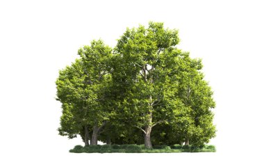 Orman ağaçları arka planda maskeyle izole edilmiş. 3d görüntüleme - illüstrasyon