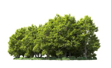 Orman ağaçları arka planda maskeyle izole edilmiş. 3d görüntüleme - illüstrasyon