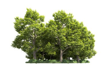 Orman ağaçları arka planda maskeyle izole edilmiş. 3d görüntüleme - illüstrasyon