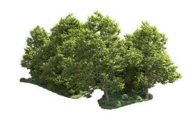 Orman ağaçları arka planda maskeyle izole edilmiş. 3d görüntüleme - illüstrasyon