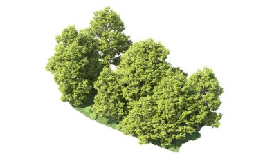Orman ağaçları arka planda maskeyle izole edilmiş. 3d görüntüleme - illüstrasyon
