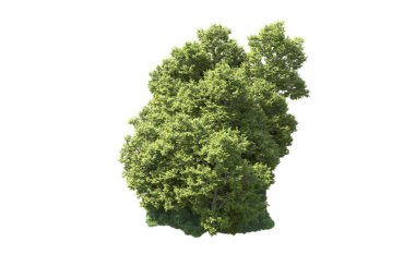 Orman ağaçları arka planda maskeyle izole edilmiş. 3d görüntüleme - illüstrasyon