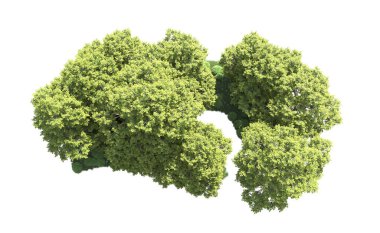 Orman ağaçları arka planda maskeyle izole edilmiş. 3d görüntüleme - illüstrasyon