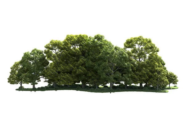 Orman ağaçları arka planda maskeyle izole edilmiş. 3d görüntüleme - illüstrasyon