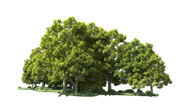 Orman ağaçları arka planda maskeyle izole edilmiş. 3d görüntüleme - illüstrasyon