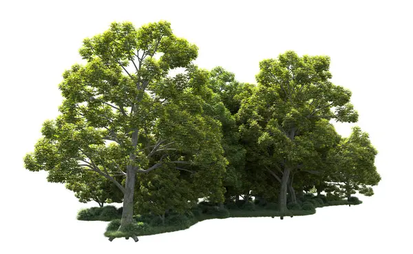 Beyaz arka plan üzerinde izole ağaçlar grubu