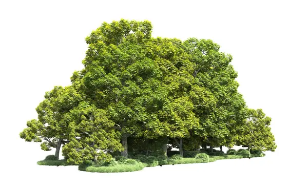 Beyaz arka plan üzerinde izole ağaçlar grubu