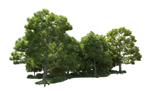 Beyaz arka plan üzerinde izole ağaçlar grubu