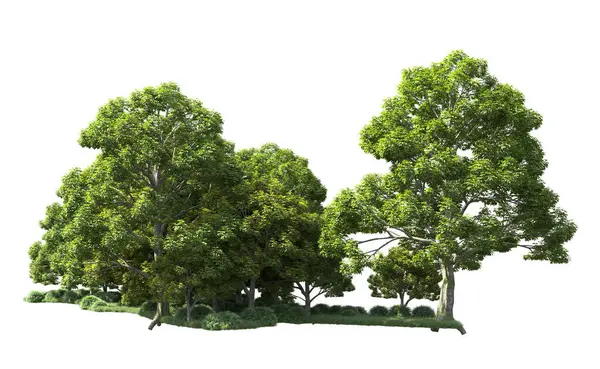 Beyaz arka plan üzerinde izole ağaçlar grubu
