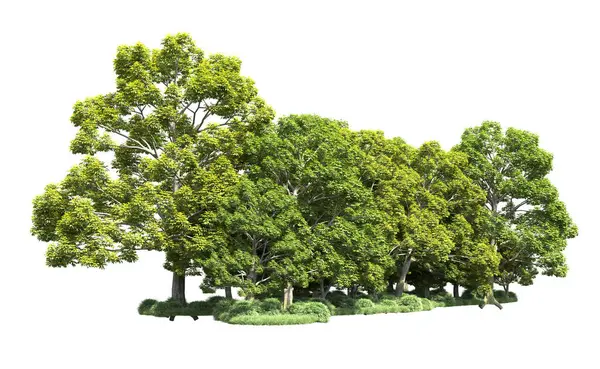 Beyaz arka plan üzerinde izole ağaçlar grubu
