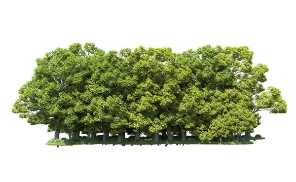 Beyaz arka plan üzerinde izole ağaçlar grubu