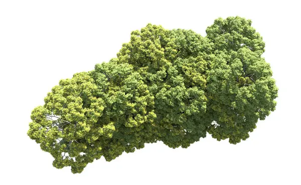 Beyaz arka plan üzerinde izole ağaçlar grubu