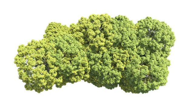 Beyaz arka plan üzerinde izole ağaçlar grubu