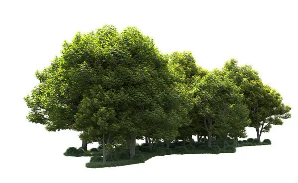 Beyaz arka plan üzerinde izole ağaçlar grubu