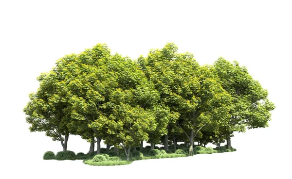 Beyaz arka plan üzerinde izole ağaçlar grubu