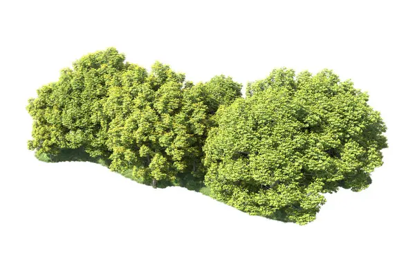 Beyaz arka plan üzerinde izole ağaçlar grubu