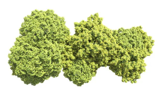 Beyaz arka plan üzerinde izole ağaçlar grubu