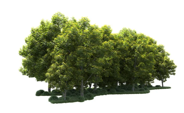 Beyaz arka plan üzerinde izole ağaçlar grubu