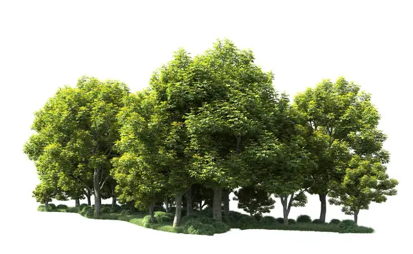 Beyaz arka plan üzerinde izole ağaçlar grubu