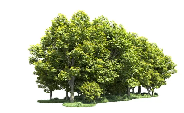 Beyaz arka plan üzerinde izole ağaçlar grubu