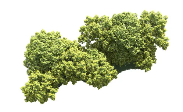 Beyaz arka plan üzerinde izole ağaçlar grubu