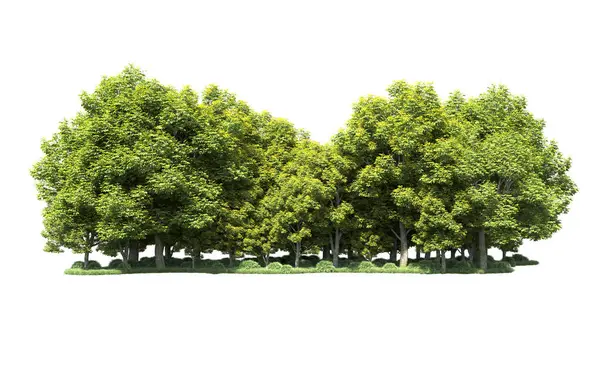 Beyaz arka plan üzerinde izole ağaçlar grubu