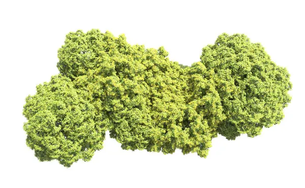 Beyaz arka plan üzerinde izole ağaçlar grubu