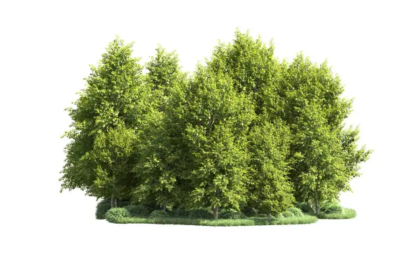 Beyaz arka plan üzerinde izole ağaçlar grubu