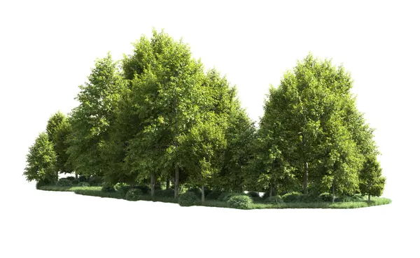 Beyaz arka plan üzerinde izole ağaçlar grubu