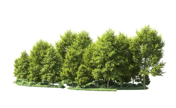 Beyaz arka plan üzerinde izole ağaçlar grubu
