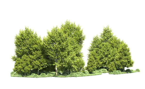 Beyaz arka plan üzerinde izole ağaçlar grubu