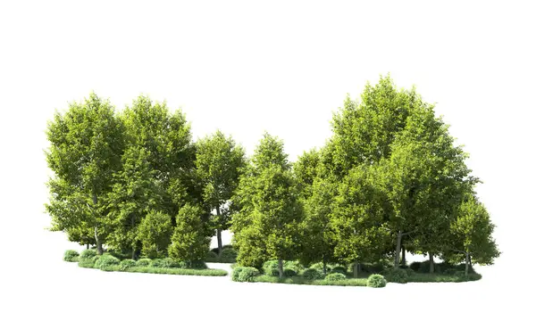 Beyaz arka plan üzerinde izole ağaçlar grubu