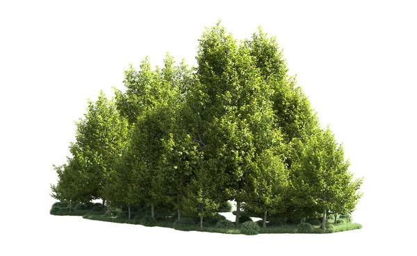 Orman ağaçları arka planda maskeyle izole edilmiş. 3d görüntüleme - illüstrasyon