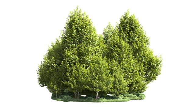 Orman ağaçları arka planda maskeyle izole edilmiş. 3d görüntüleme - illüstrasyon