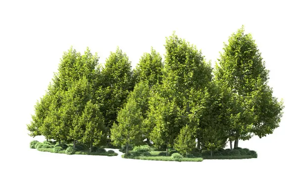 Orman ağaçları arka planda maskeyle izole edilmiş. 3d görüntüleme - illüstrasyon