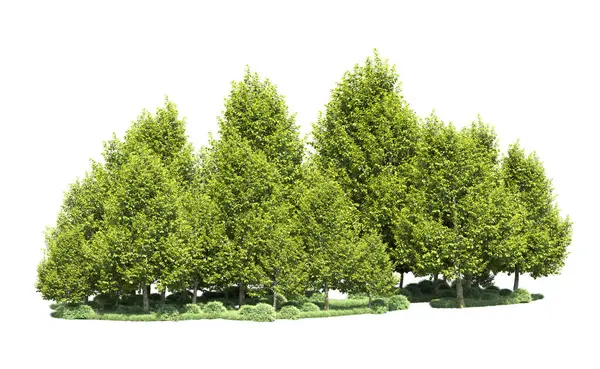 Orman ağaçları arka planda maskeyle izole edilmiş. 3d görüntüleme - illüstrasyon