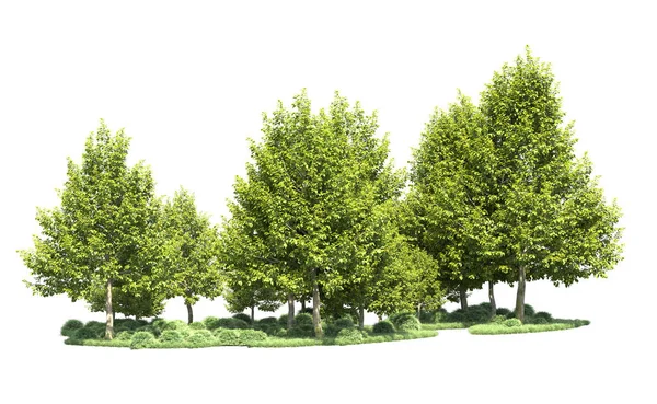 Orman ağaçları arka planda maskeyle izole edilmiş. 3d görüntüleme - illüstrasyon