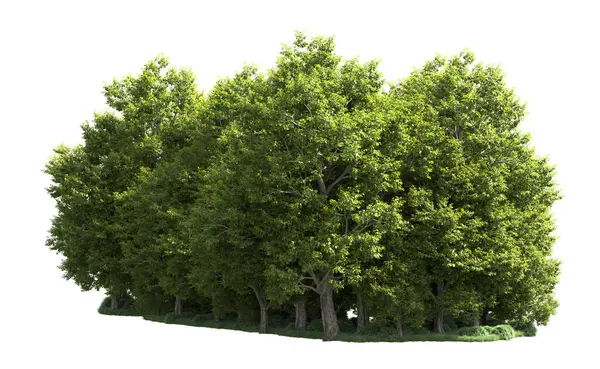 Orman ağaçları arka planda maskeyle izole edilmiş. 3d görüntüleme - illüstrasyon