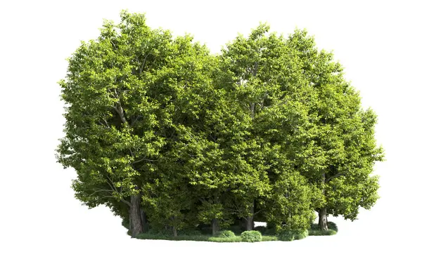 Orman ağaçları arka planda maskeyle izole edilmiş. 3d görüntüleme - illüstrasyon