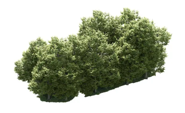 Orman ağaçları arka planda maskeyle izole edilmiş. 3d görüntüleme - illüstrasyon