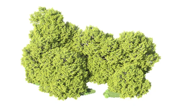 Orman ağaçları arka planda maskeyle izole edilmiş. 3d görüntüleme - illüstrasyon