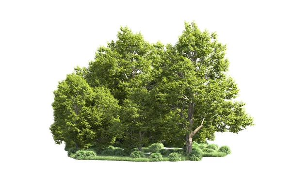 Orman ağaçları arka planda maskeyle izole edilmiş. 3d görüntüleme - illüstrasyon