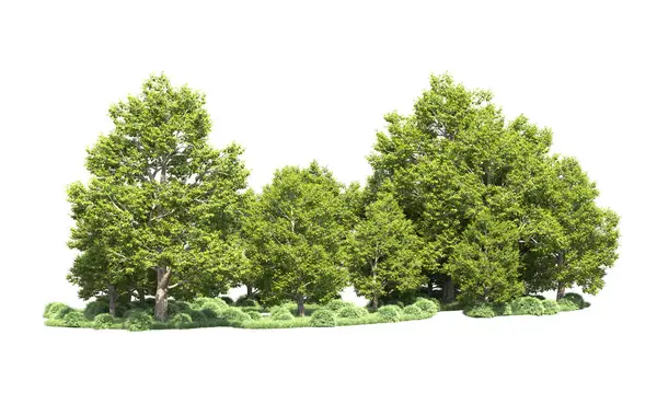 Orman ağaçları arka planda maskeyle izole edilmiş. 3d görüntüleme - illüstrasyon