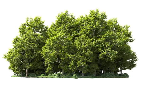 Orman ağaçları arka planda maskeyle izole edilmiş. 3d görüntüleme - illüstrasyon