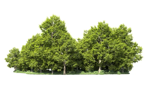 Orman ağaçları arka planda maskeyle izole edilmiş. 3d görüntüleme - illüstrasyon