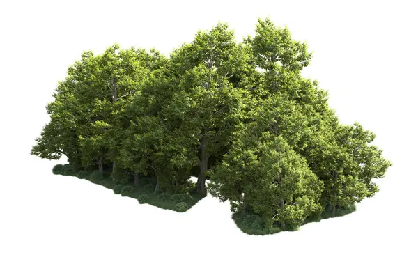 Orman ağaçları arka planda maskeyle izole edilmiş. 3d görüntüleme - illüstrasyon
