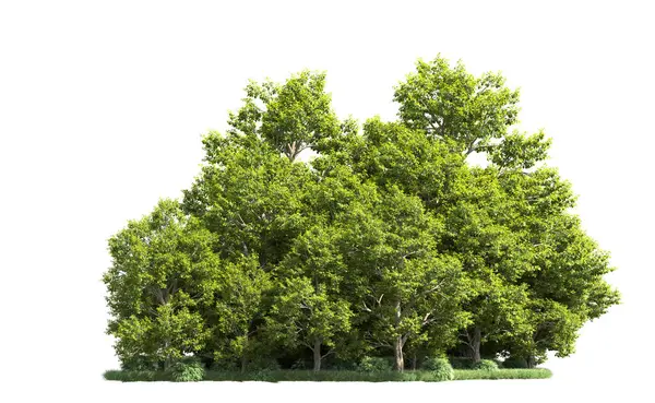 Orman ağaçları arka planda maskeyle izole edilmiş. 3d görüntüleme - illüstrasyon