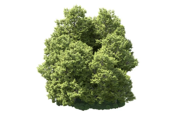 Orman ağaçları arka planda maskeyle izole edilmiş. 3d görüntüleme - illüstrasyon