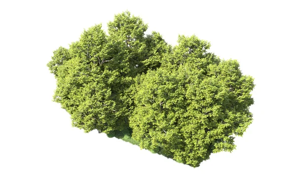 Orman ağaçları arka planda maskeyle izole edilmiş. 3d görüntüleme - illüstrasyon